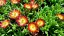 DELOSPERMA -  COOPERI JEWEL OF DESERT GRENADE
