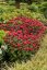 MONARDA HYBRIDA BEE-HAPPY ®