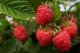 MALINA STÁLEPLODÍCÍ - RUBUS IDAEUS HERITAGE