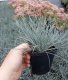 FESTUCA GLAUCA