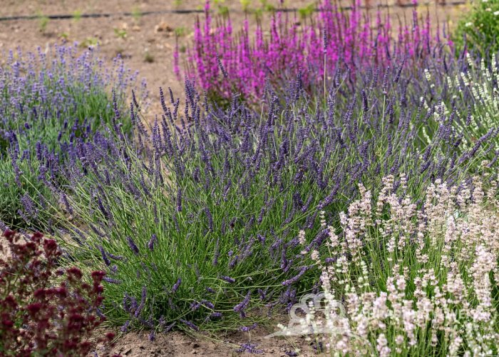 LEVANDULE PROSTŘEDNÁ - LAVANDULA PHENOMENAL