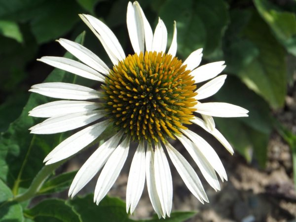 ECHINACEA PURPUREA ALBA - BÍLÁ