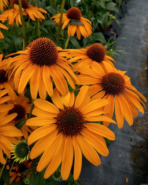 ECHINACEA PURP. HONEY SKIPPER