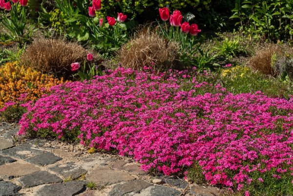 PHLOX SUBULATA - SCARLET FLAME