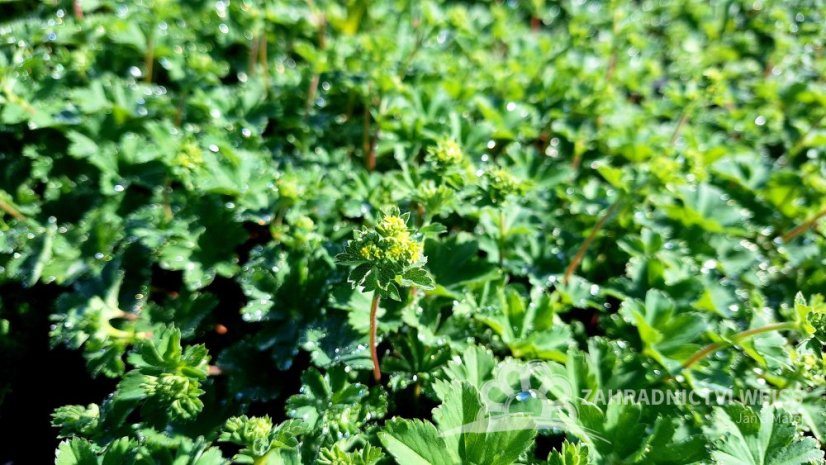 KONTRYHEL RUDONOHÝ - ALCHEMILLA ERYTHROPODA ALMA