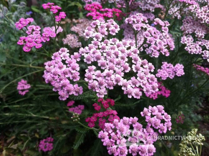 ŘEBŘÍČEK OBECNÝ - ACHILLEA MILLEFOLIUM CERISE QUEEN