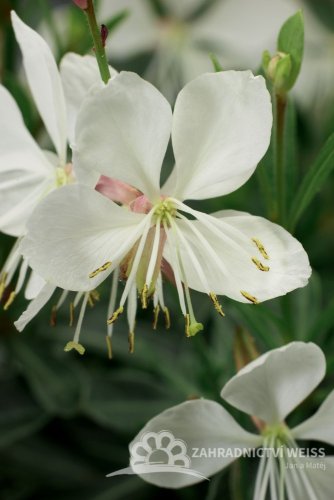 GAURA LINDHEIMERI – GEYSER WHITE
