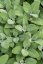 ŠALVĚJ LÉKAŘSKÁ - BABSKÉ UCHO - SALVIA OFFICINALIS BERGGARTEN