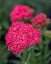 ACHILLEA MILLEFOLIUM SASSY SUMMER TAFFY