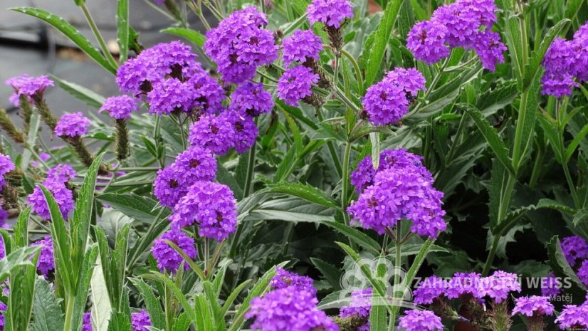 VERBENA RIGIDA SANTOS - SPORÝŠ TUHÝ