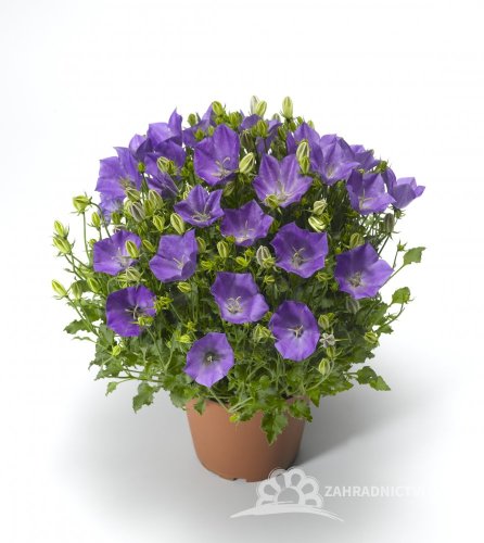 CAMPANULA CARPATICA "PRISTAR BLUE" - ZVONEK KARPATSKÝ