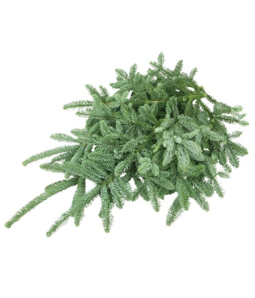 CHVOJÍ 2kg / JEDLE NOBILIS