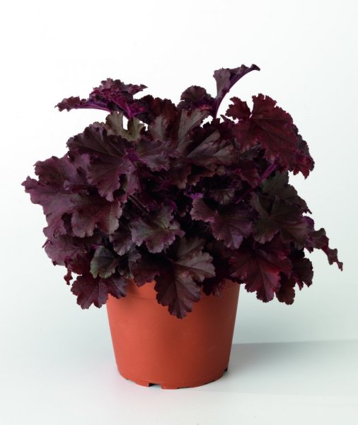 HEUCHERA - "MELTING FIRE"