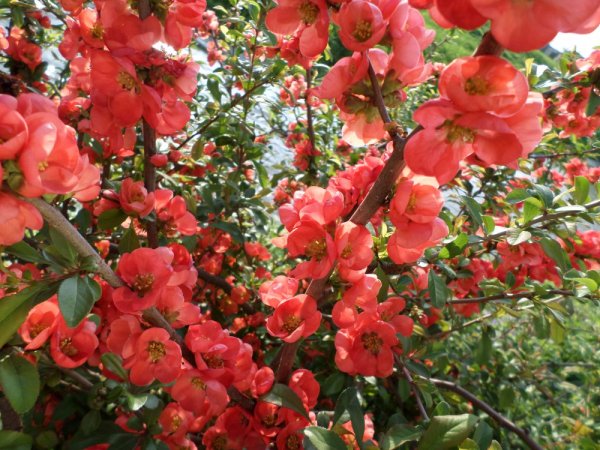 KDOULOVEC JAPONSKÝ -  CHAENOMELES JAPONICA