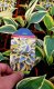 HOSTA MEDIUM AUTUMN FROST