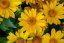 SLUNEČNICE- HELIOPSIS HELIANHOIDES ORIOLE SINGLE YELLOW