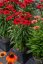 ECHINACEA SUNMAGIC FANTASTIC SCARLET