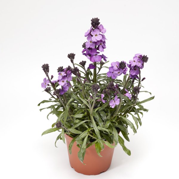 TRÝZEL - ERYSIMUM LINIFOIUM SUPER BOWL MAUVE