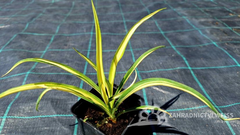 JUKA - YUCCA FILAMENTOSA COLOR GUARD