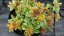 SEDUM KAMTSCHATICUM ´VARIEGATUM´ - ROZCHODNÍK KAMČATSKÝ
