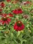 ECHINACEA PURP. SOMBRERO® SALSA RED