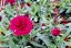 KARAFIÁT - DIANTHUS CARYOPHYLLUS CODE ® BICOLOUR
