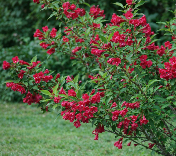WEIGELA BRISTOL RUBY