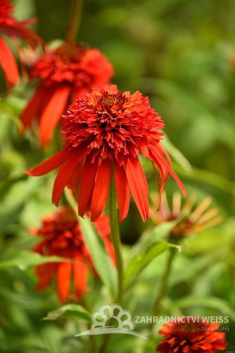 ECHINACEA HOT PAPAYA