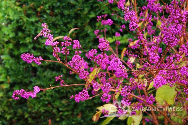 KRÁSNOPLODKA VIDLIČNATÁ - CALLICARPA DICHOTOMA ISSAI