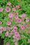 ASTRANTIA MAJOR ROMA – JARMARKA VĚTŠÍ