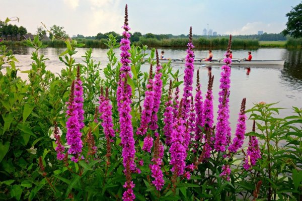 KYPREJ VRBICE - LYTHRUM SALICARIA