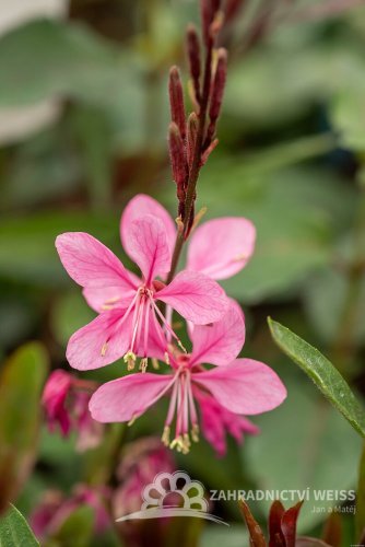 GAURA FLAMINGO PINK