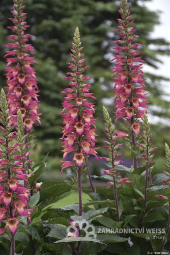 NÁPRSTNÍK - DIGITALIS RISING PHOENIX