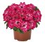 PETUNIE - PETUNIA SUPRISE „ SPARKLING RED“