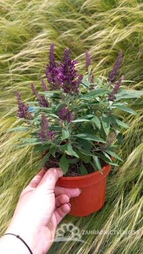 MOTÝLÍ KEŘ - BUDDLEJA DAVIDII BUTTERFLY CANDY LITTLE PURPLE
