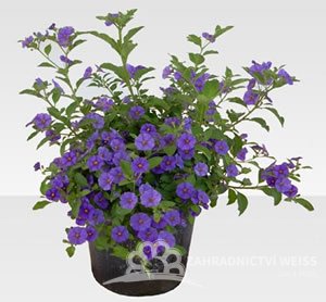 HOŘCOVÝ STROMEK - SOLANUM RANTONETTI