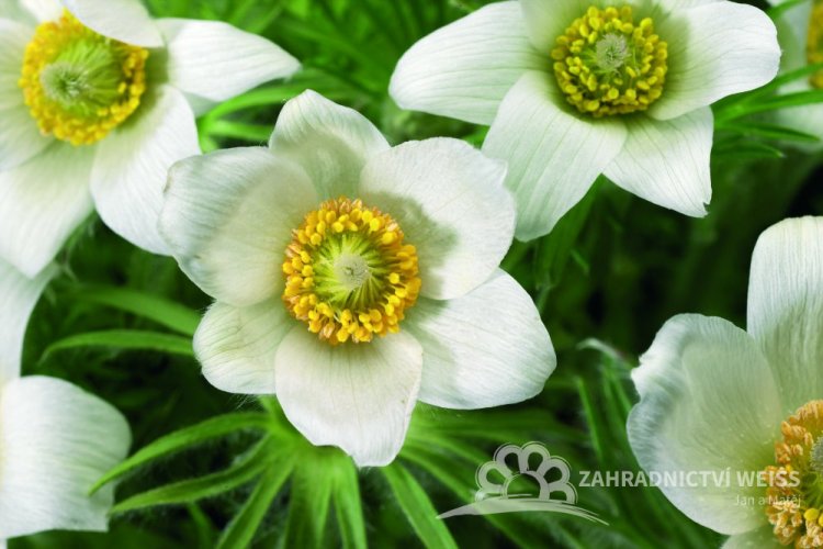KONIKLEC BÍLÝ - PULSATILLA WHITE