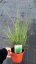 OZDOBNICE ČÍNSKÁ - MISCANTHUS SINENSIS GRACILLIMUS