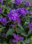 CAMPANULA GLOMERATA GENTI BLUE
