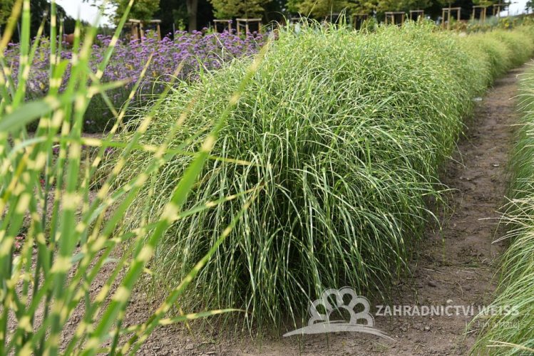 MISCANTHUS SINENSIS - LITTLE ZEBRA