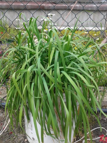 ČESNEKOVÁ TRÁVA - TULBAGHIA VIOLACEA ALBA
