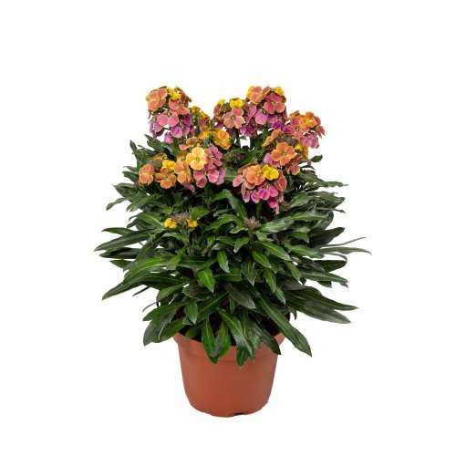 ERYSIMUM ERYSISTIBLE TRICOLOR