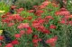 ACHILLEA MILEFOLIUM SASSY SUMMER SANGRIA