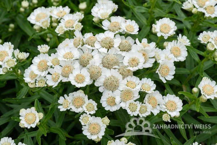 ŘEBŘÍČEK BERTRÁM - ACHILLEA PTARMICA NANA COMPACTA