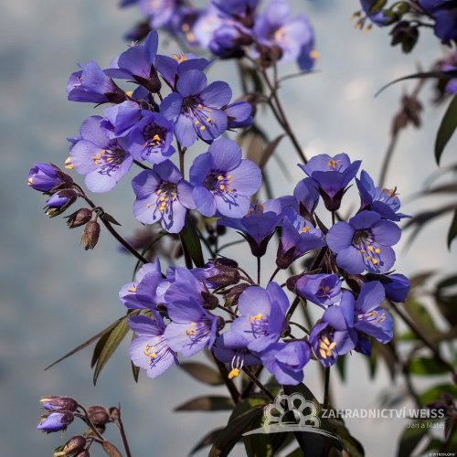 JIRNICE - POLEMONIUM HEAVEN SCENT