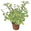 PLECTRANTHUS - MOLICE