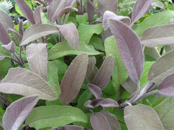 ŠALVĚJ MODRÁ - SALVIA OFFICINALIS PURPUREA