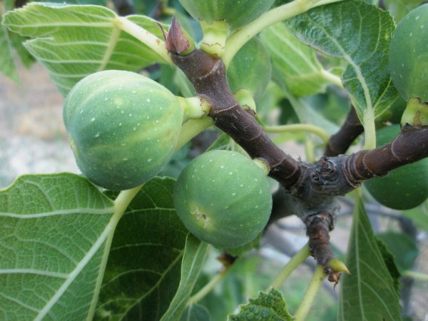 FÍKOVNÍK SMOKVOŇ - FICUS CARICA PERETTA
