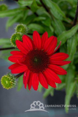 ECHINACEA SUNMAGIC FANTASTIC SCARLET