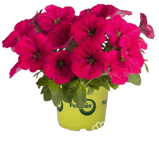 PETÚNIE - PETUNIA POTUNIA NEON